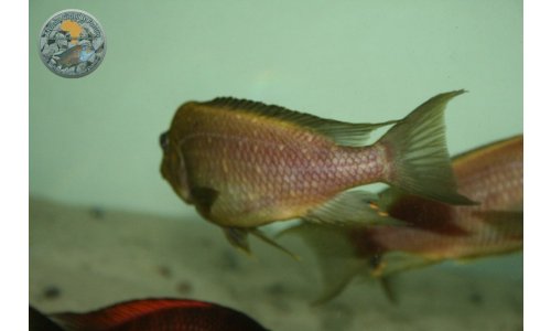 Petrochromis trewavasae